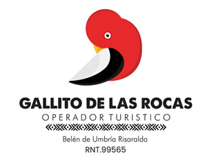 gallito de las rocas
